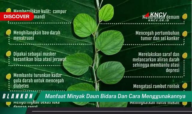 Ketahui 10 Manfaat Minyak Daun Bidara dan Cara Menggunakannya untuk Kesehatan Kulit dan Rambut