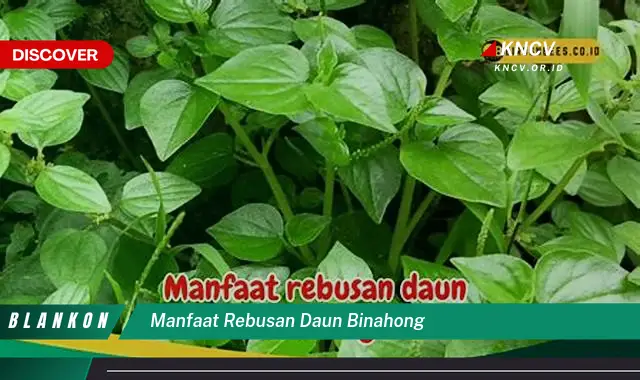 Ketahui 8 Manfaat Rebusan Daun Binahong yang Jarang Diketahui