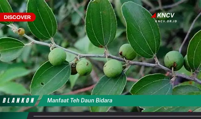 10 Manfaat Teh Daun Bidara untuk Kesehatan Anda