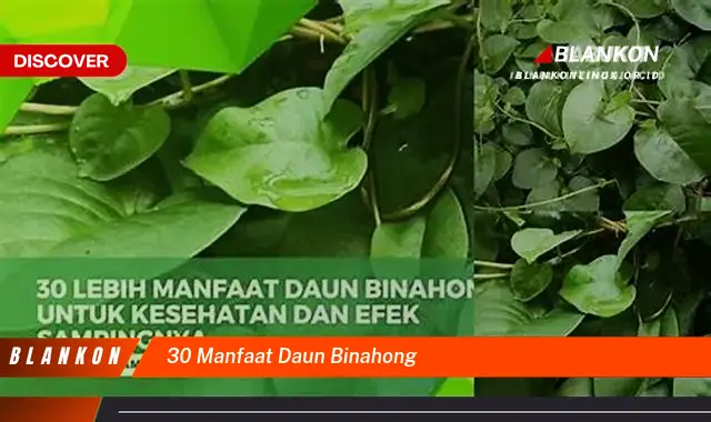 30 manfaat daun binahong