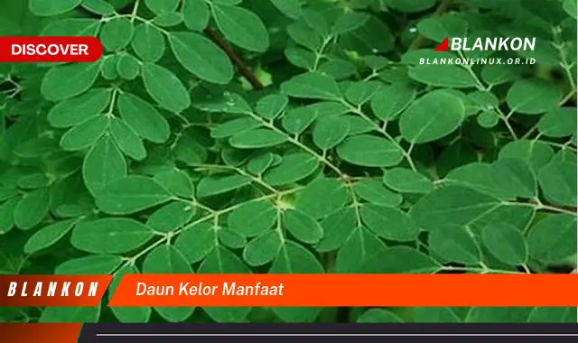 daun kelor manfaat