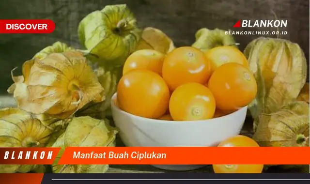 manfaat buah ciplukan