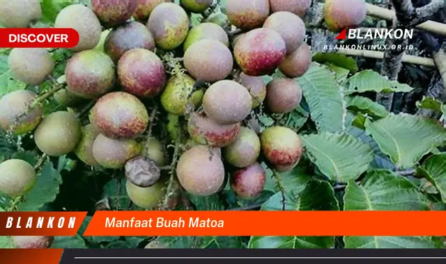 manfaat buah matoa