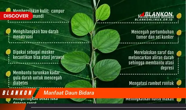 manfaat daun bidara