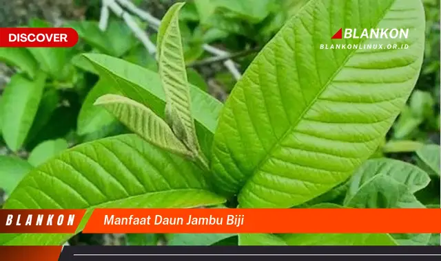 manfaat daun jambu biji