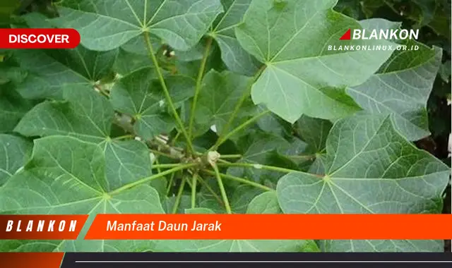 manfaat daun jarak