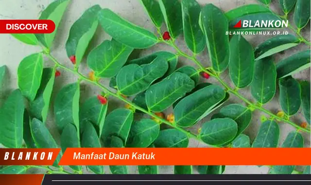 manfaat daun katuk