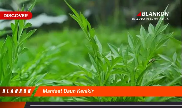 manfaat daun kenikir