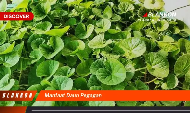 manfaat daun pegagan