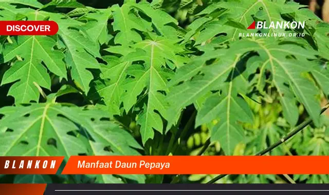 manfaat daun pepaya