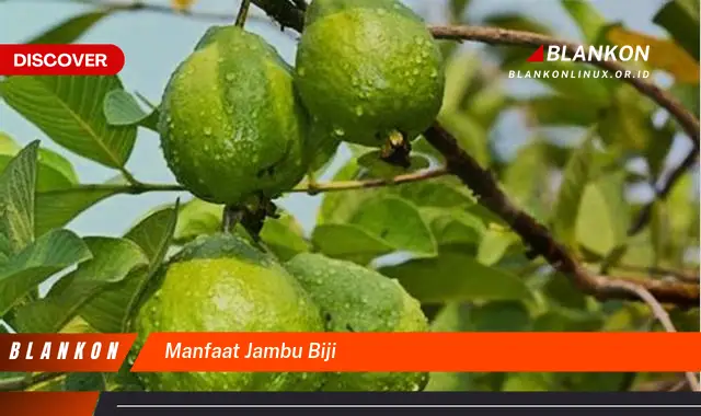 manfaat jambu biji