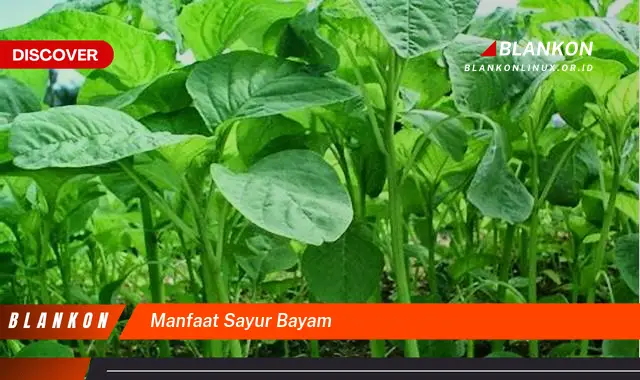 manfaat sayur bayam