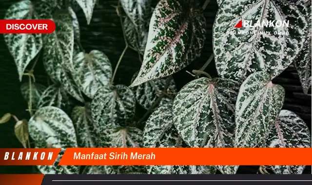 manfaat sirih merah